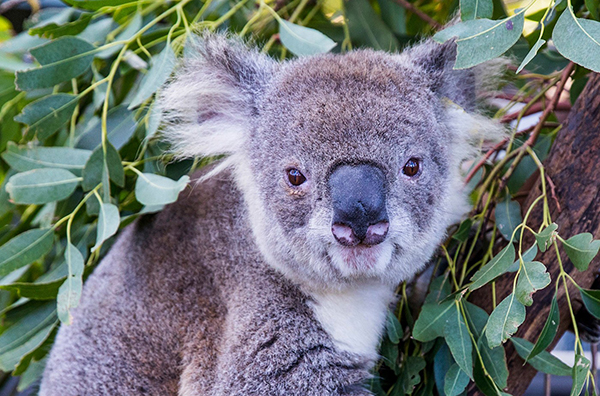 Nationaal Park Koala's
