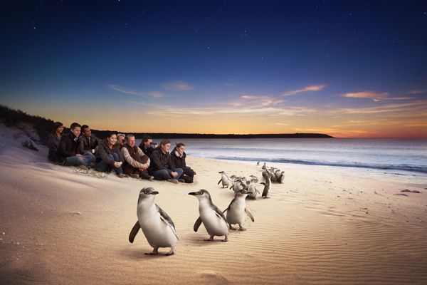 Phillip_Island