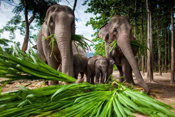 Chiang Mai (