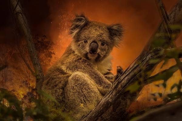 Koala bedreigde diersoor