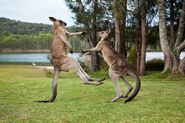 Gedood door kangoeroe