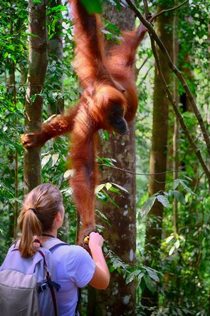 De orang-oetangs van Gunung Leuser