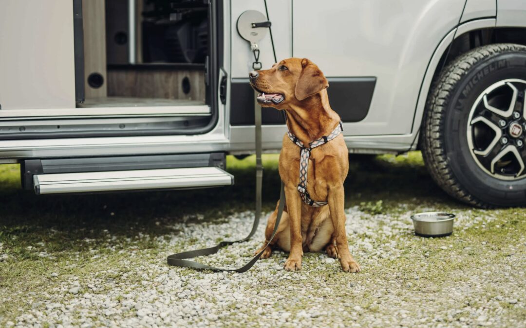 Camperen met je hond: een avontuurlijk samenzijn