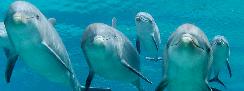 dolfijnen nieuwsbrief