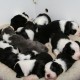 2,5-weeks-10-puppies-in-one-basket