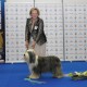Ch. Firstprizebears Helen Hunt at the Champion of Champions in Buessels 11-11