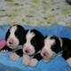 Smokey-11-days-old-3-male-puppies