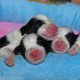 Litters: Pups Lee and Summer are 0 weeks old - The boys