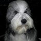 Lasse 11 months old