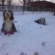 Schmidts Hunde im Schnee 12-12 1