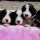 Litters: Pups Lee and Summer are 3 weeks old - The girls
