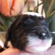 Litters: Pups Lee and Smokey are 2 days old – Boy 1