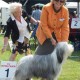Int-Show-Echt-NL-Clanyard-Bay-Mc-Guffie-Res-CACIB,-RES-CAC,-18-months-judge-Mr.-Deutscher-A.-she-is-a-daughter-of-Firstprizebears-Hitchkock-and-Eureka
