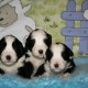 Smokey-2,5-weeks-3-male-puppies