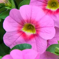 Sweetbells® Compact Pink Red Eye van Grunewald Jonge Planten