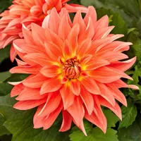 DahLove® XL Orange van Grunewald Jonge Planten