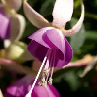 Summermelody® Blush-Violet van Grunewald Jonge Planten