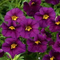 Noa™ Ultra Purple van Grunewald Jonge Planten
