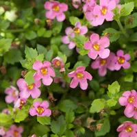 Scopia® Great Pink Beauty van Grunewald Jonge Planten