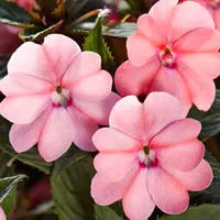 SunPatiens® Compact Blush Pink van Grunewald Jonge Planten