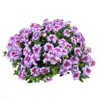 Vanessa™ Bicolor Purple van Grunewald Jonge Planten
