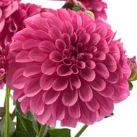 Labella® Grande Dark Pink van Grunewald Jonge Planten
