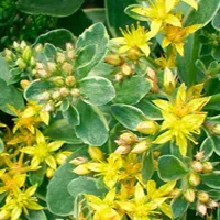 Sedum floriferum