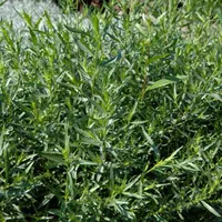 Artemisia drancunculus