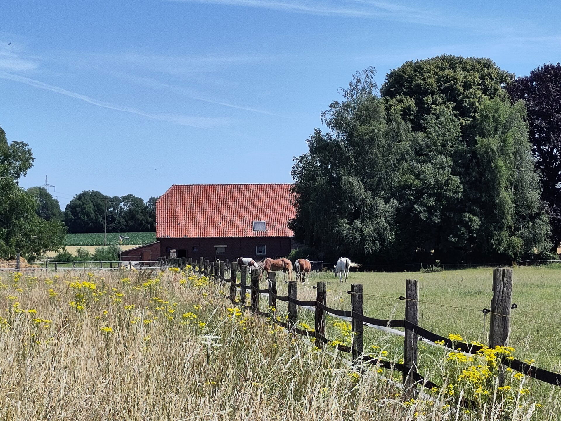 Grasland met Jakobskruiskruid. Slim maaien en beweiden |https://www.jakobskruiskruid.com/