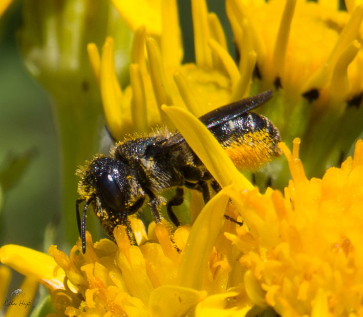 Jakobskruiskruid en tronkenbij, pollen, sstuifmeel