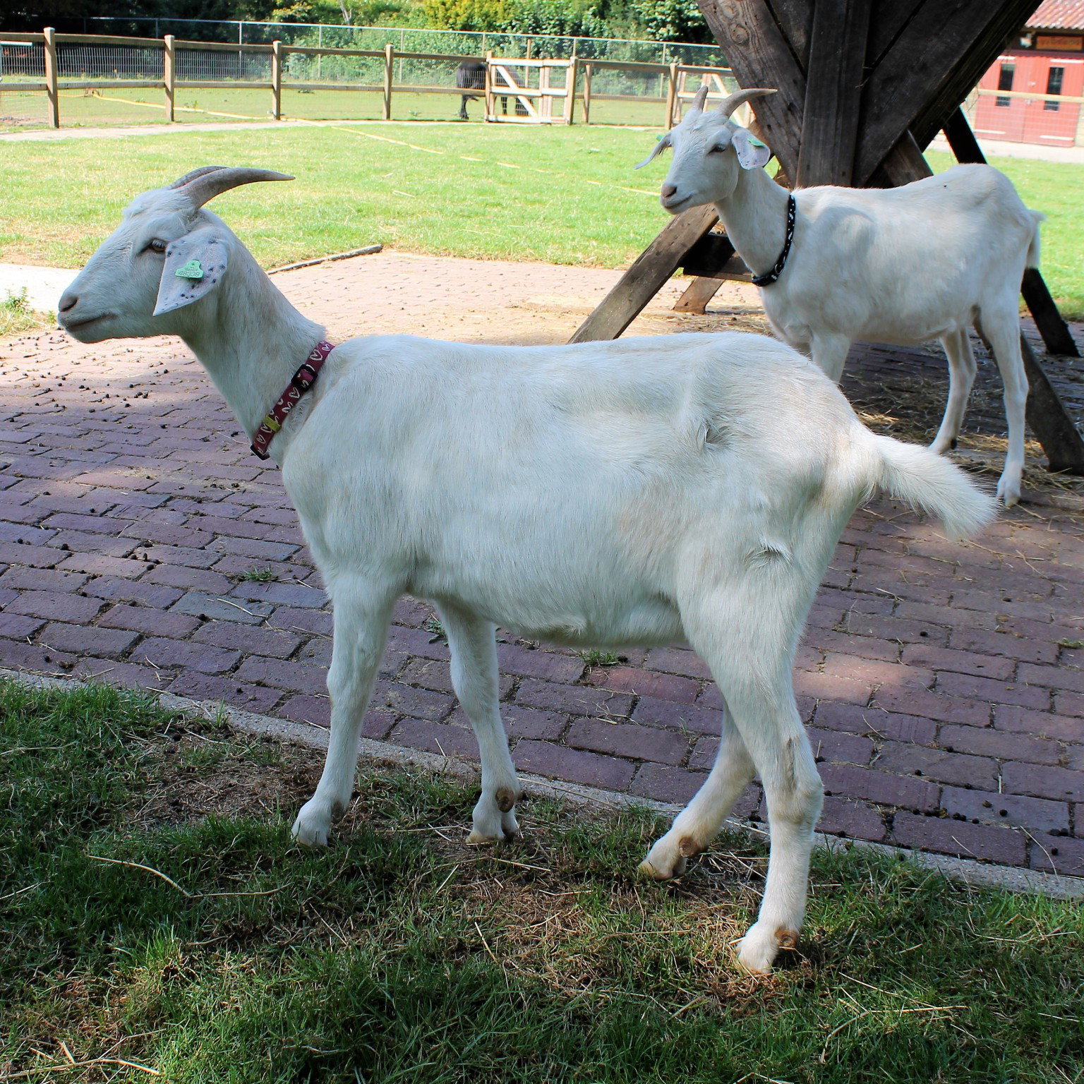 Geiten - Kinderboerderij Rosorum