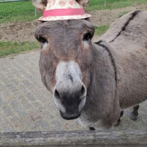 Ezel Charlie Ezel Charlie