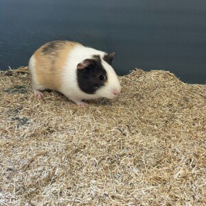 Noelle 05-02-2026 Noelle