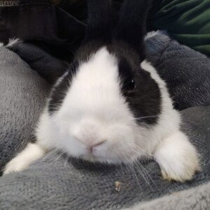 Hier komt binnenkort een foto van Sunny