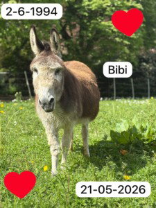 Bibi 1994-2026