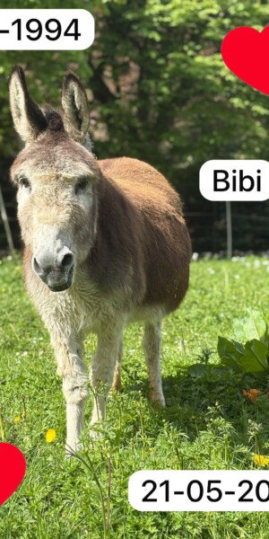 Bibi 1994-2026
