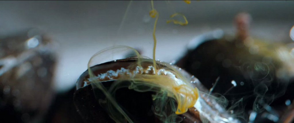 Food FilmFestival Vis Lamour des moules