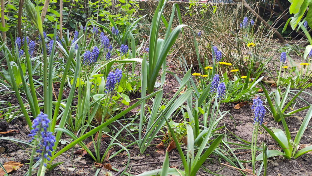 Blauwe druifjes, paardenbloemen, boshyacinten, sieruien