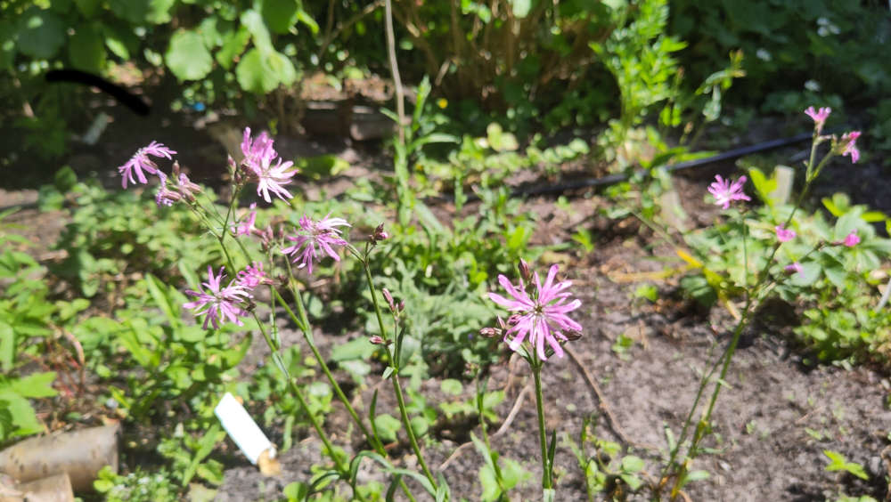 Echte koekoeksbloem libellen hoeckje