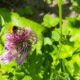 Grote Centaurie scabiosa weidehommel_