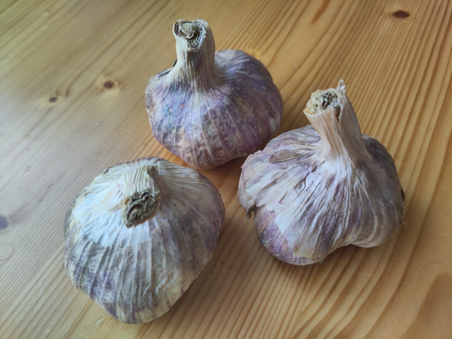 Knoflookbollen vers uit de gers