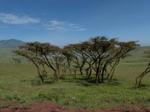 Serengeti park Tanzania Afrika - Margreet de Broekert