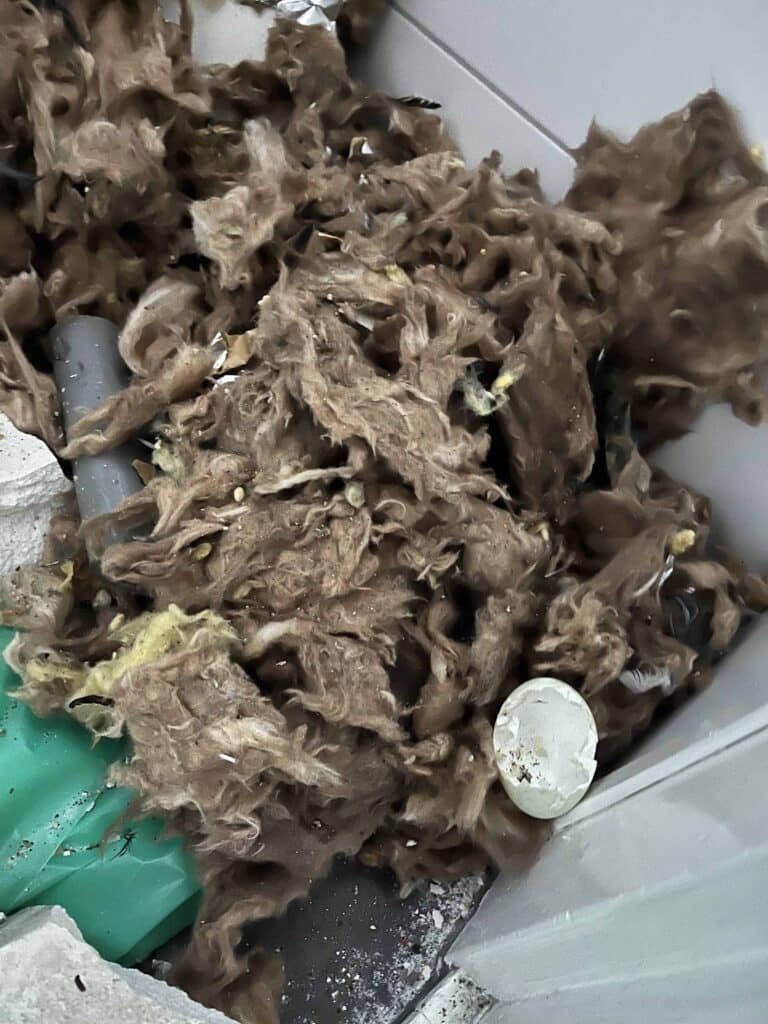 Paasei bij schoonmaak na overlijden