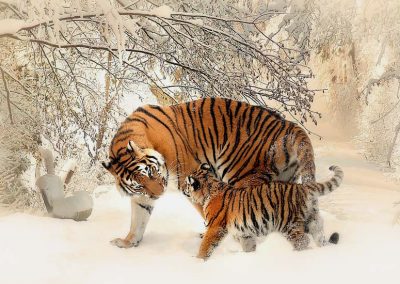 Zeldzame tijgers in het wild in China