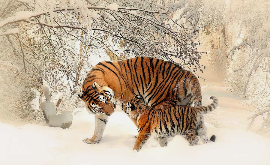 Zeldzame tijgers in het wild in China