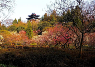 plum blossom hill