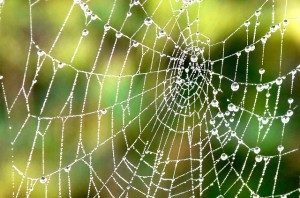 Spinnenweb: de knooppunten zijn de linkjes van het web